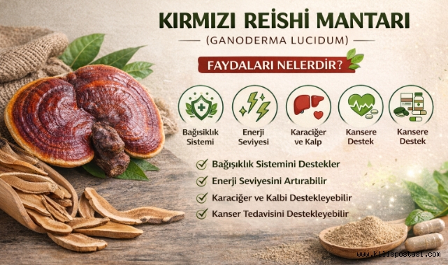 KIRMIZI REİSHİ MANTARI