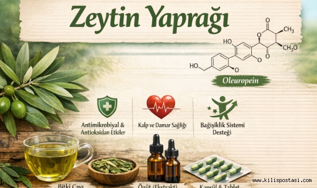 Zeytin Yaprağı