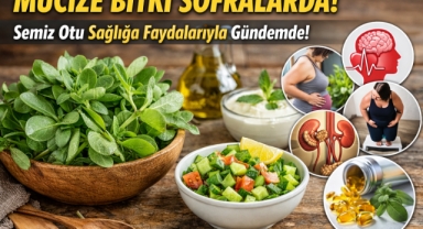 Mucize Bitki Sofralarda: Semiz Otu Sağlığa Faydalarıyla Gündemde!
