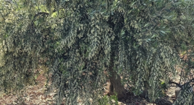Kilis'te Yağış Bereketi Zeytine Yansıdı