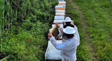Arıcılıkta Yeni Dönem: Ormanlara