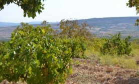 Bağbozumu (Sergi)