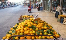 En Ucuz Mandalina
