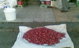 Kilis?te Antep Fıstığı Piyasada!