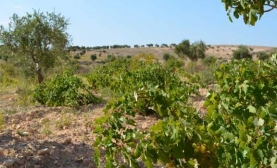 Kilis'te Bağcılık