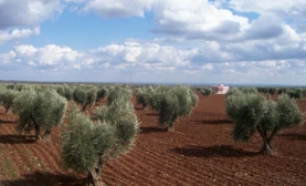 Kilis Yağmura Hasret Kaldı