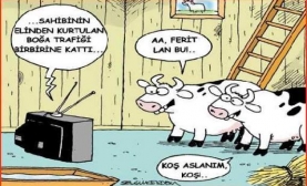 Mülteci Koyunlar Hayvan Üreticilerini Mağdur Etti
