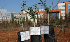 Kilis Yağlık Zeytin Fidanları Üretiliyor