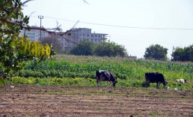 Bu Bahçede Hayvan Otlatılıyor