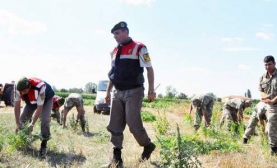 Kilis’te Hint Keneviri Bulundu