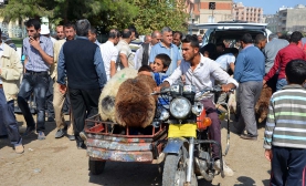 Kurbanlar Motorlarla Taşınıyor