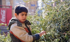 Zeytin Yaprakları Yanıyor
