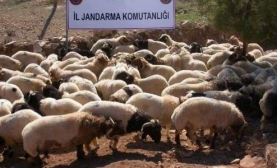 Kilis Sınırında Hayvan Kaçakçılığı
