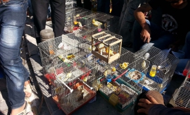 Kilis’te Kafes Kuşu Ele Geçirildi