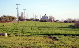 Yağmurlar Ekinlere Yaradı