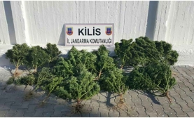 Kenevir Bitkisi Ele Geçirildi