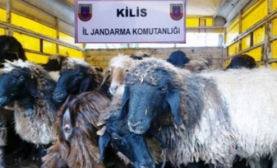Kilis Sınırında Küçükbaş Hayvan Yakalandı