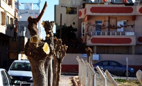 Kilis’te Ağaçlar Budanıyor