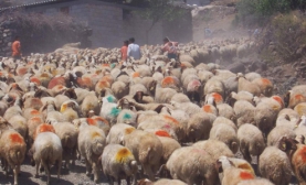 Sınırdan Kurbanlık mı Geliyor?