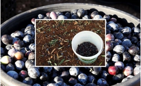 Zeytinde Rekolte Düştü, Fiyat Arttı