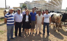 Elbeyli’de Çiftçilere Düve Dağıtıldı