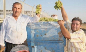 Üzüm Alımları Başladı
