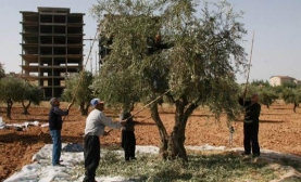 Zeytin'de Bu Yıl 'YOKLUK YILI'