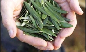 Zeytinyağını Tüketiyoruz, Peki Ya Yaprağını?