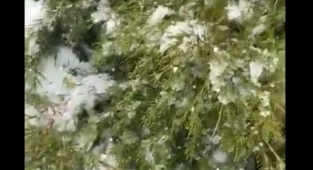 Dolu Yağışı